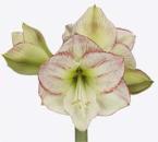 Vollsortiment - Amaryllis (ga) MAMA MIA